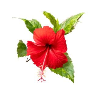 Botanical Ritual Cleansing Powders - OahuOrganics
