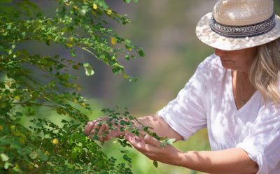 The Miracles of Moringa